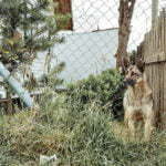 Guard dog