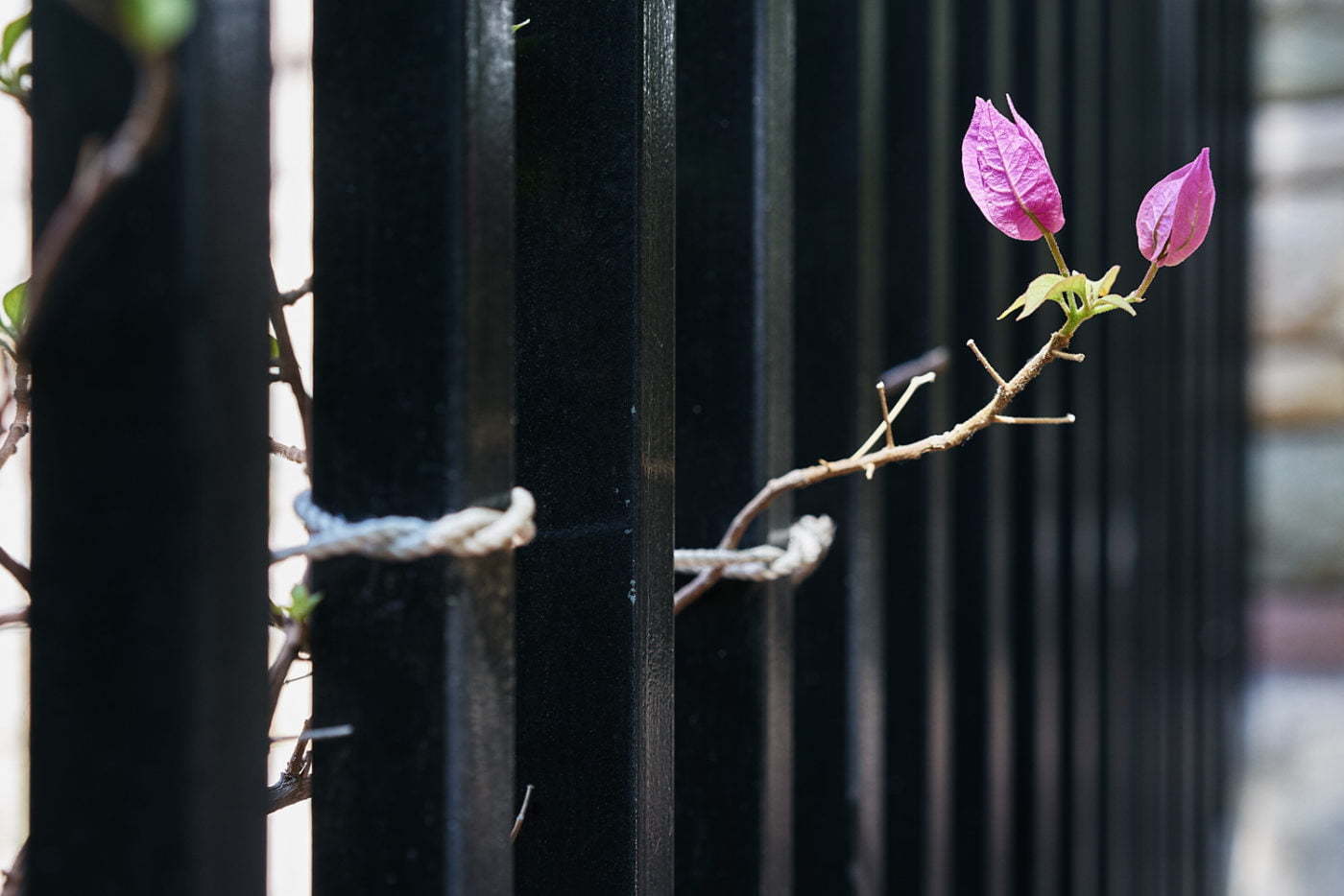 Flower with fence