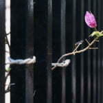 Flower with fence