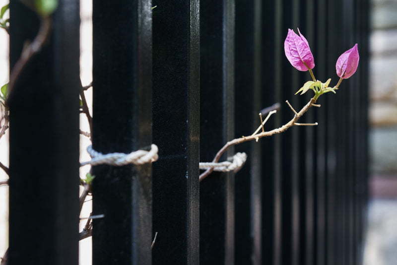 Flower with fence