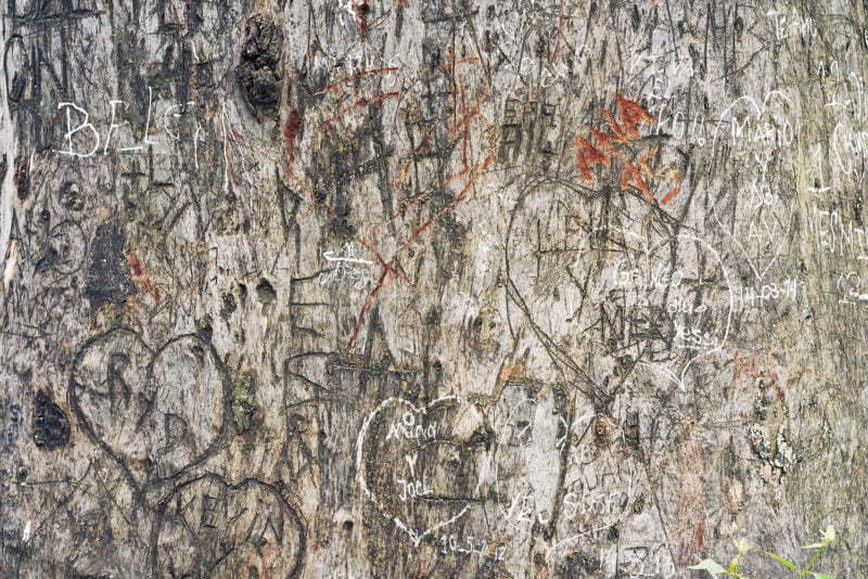 Grafitti Tree