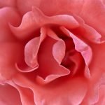 Pink rose