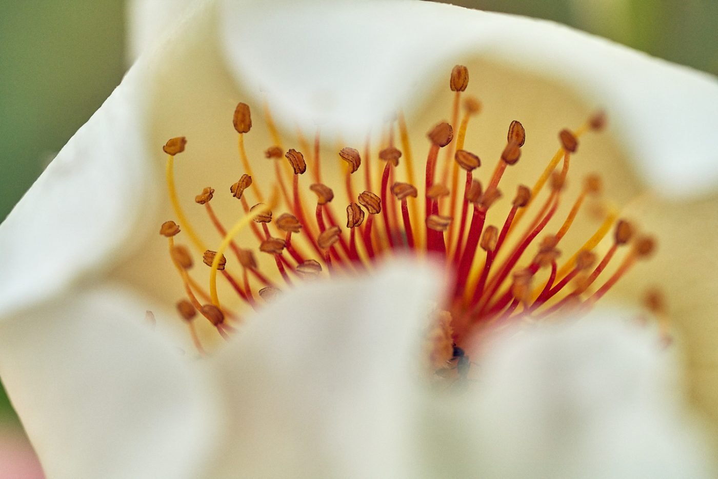Flower detail