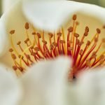 Flower detail