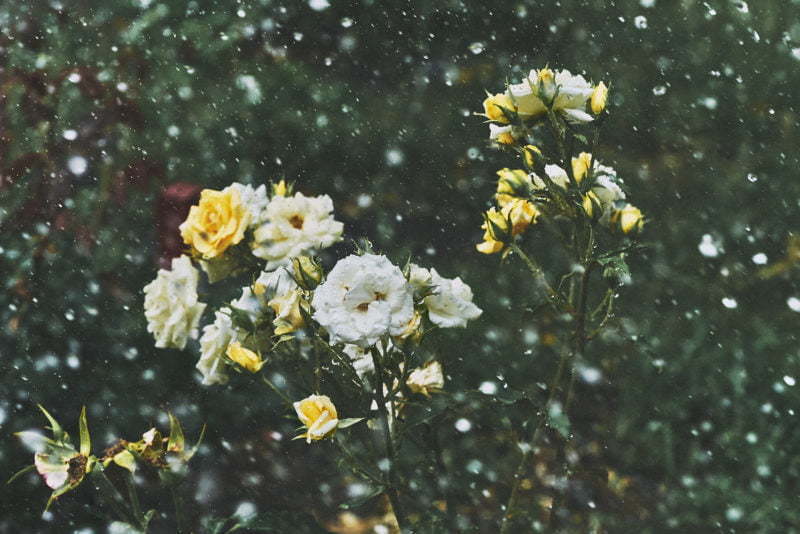 Roses in the Rain