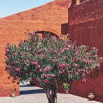 Arequipa