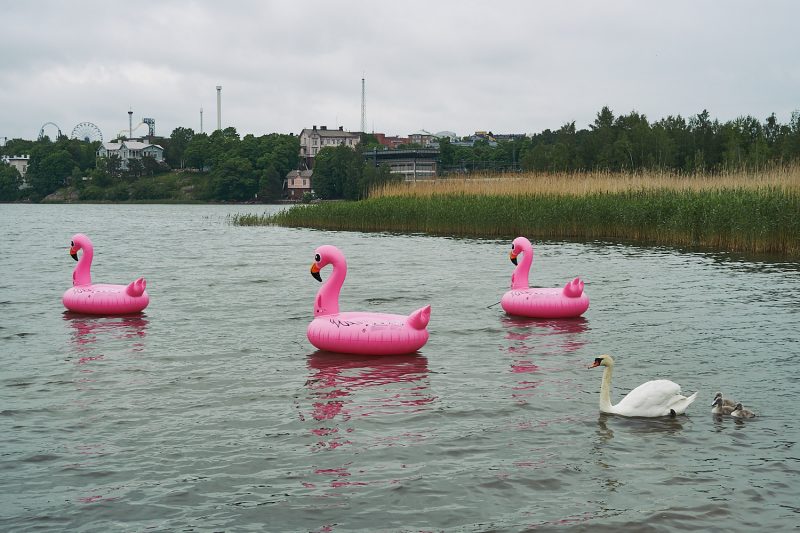 Finnish Swans