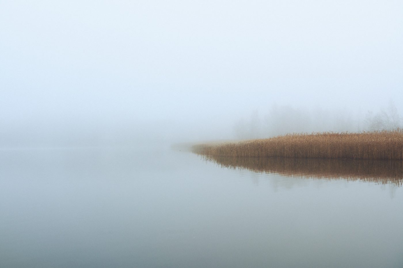 Reeds in the Mist