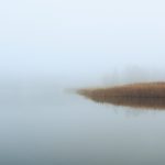 Reeds in the Mist